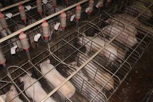 Sow stalls from above - Australian pig farming - Captured at Grong Grong Piggery, Grong Grong NSW Australia.