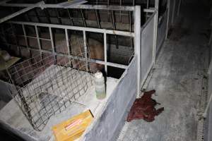 Farrowing crates at Huntly Piggery NSW - Australian pig farming - Captured at Huntly Piggery, Huntly North VIC Australia.