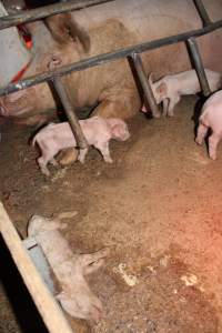 Farrowing crates at Finniss Park Piggery SA - Australian pig farming - Captured at Finniss Park Piggery, Mannum SA Australia.