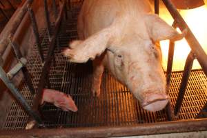 Farrowing crates at St Arnaud Piggery VIC - Australian pig farming - Captured at St Arnaud Piggery Units 2 & 3, St Arnaud VIC Australia.