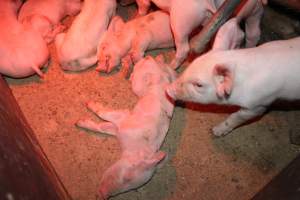 Farrowing crates at Finniss Park Piggery SA - Australian pig farming - Captured at Finniss Park Piggery, Mannum SA Australia.