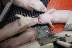 Farrowing crates at Mindarra Piggery WA - Australian pig farming - Captured at Mindarra Piggery (module 1), Boonanarring WA Australia.