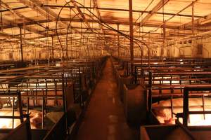 Looking down aisle of farrowing shed - Australian pig farming - Captured at Bungowannah Piggery, Bungowannah NSW Australia.