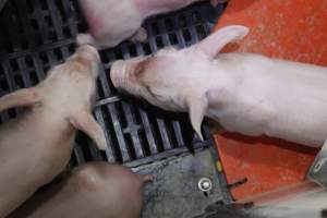 Piglet with facial injury - Australian pig farming - Captured at Mindarra Piggery (module 1), Boonanarring WA Australia.