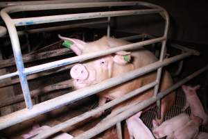 Farrowing crates at Girgarre Piggery VIC - Australian pig farming - Captured at Girgarre Piggery, Girgarre VIC Australia.