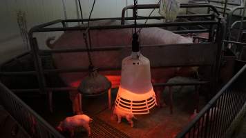 Farrowing crates at Yelmah Piggery SA - Australian pig farming - Captured at Yelmah Piggery, Magdala SA Australia.