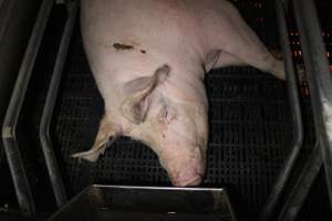 Farrowing crates at Sheaoak Piggery SA - Australian pig farming - Captured at Sheaoak Piggery, Shea-Oak Log SA Australia.