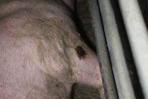 Sow with leg injury in stall - Australian pig farming - Captured at Deni Piggery, Deniliquin NSW Australia.