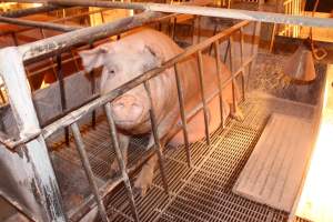 Farrowing crates at St Arnaud Piggery VIC - Australian pig farming - Captured at St Arnaud Piggery Units 2 & 3, St Arnaud VIC Australia.