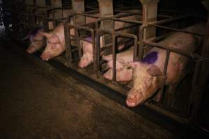 Sow stalls at Korunye Park Piggery SA - Australian pig farming - Captured at Korunye Park Piggery, Korunye SA Australia.