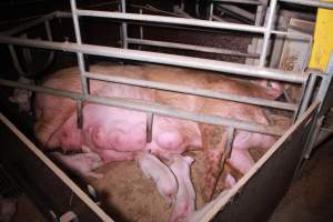 Farrowing crates at Girgarre Piggery VIC - Australian pig farming - Captured at Girgarre Piggery, Girgarre VIC Australia.