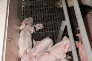 Farrowing crates at Sheaoak Piggery SA - Australian pig farming - Captured at Sheaoak Piggery, Shea-Oak Log SA Australia.