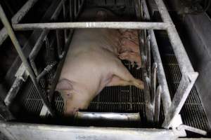 Farrowing crates at Huntly Piggery NSW - Australian pig farming - Captured at Huntly Piggery, Huntly North VIC Australia.