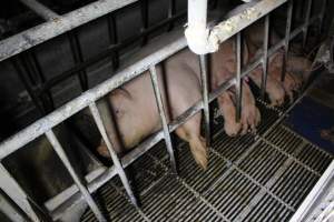 Farrowing crates at Huntly Piggery NSW - Australian pig farming - Captured at Huntly Piggery, Huntly North VIC Australia.