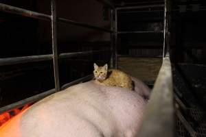 Cat sleeping on sow - Australian pig farming - Captured at Finniss Park Piggery, Mannum SA Australia.