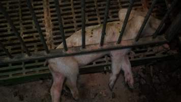 Dead weaner piglet - Australian pig farming - Captured at Yelmah Piggery, Magdala SA Australia.