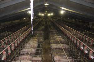 Wide view of huge sow stall shed from above - Australian pig farming - Captured at Grong Grong Piggery, Grong Grong NSW Australia.