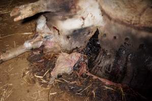 Dead sow outside cut open - Stiff and bloated, in pools of blood - Captured at Yelmah Piggery, Magdala SA Australia.