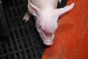 Piglet with facial injury - Australian pig farming - Captured at Mindarra Piggery (module 1), Boonanarring WA Australia.