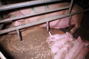 Farrowing crates at Girgarre Piggery VIC - Australian pig farming - Captured at Girgarre Piggery, Kyabram VIC Australia.