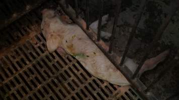 Dead weaner piglet - Australian pig farming - Captured at Yelmah Piggery, Magdala SA Australia.