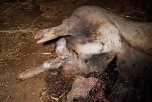 Dead sow outside cut open - Stiff and bloated, in pools of blood - Captured at Yelmah Piggery, Magdala SA Australia.