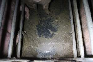 Sows in sow stalls living in thick excrement - Australian pig farming - Captured at Deni Piggery, Deniliquin NSW Australia.