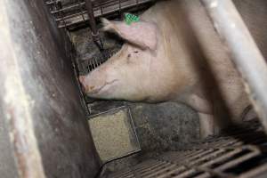 Farrowing crates at Willawa Piggery NSW - Australian pig farming - Captured at Willawa Piggery, Grong Grong NSW Australia.