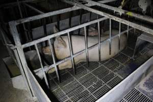 Farrowing crates at Huntly Piggery NSW - Australian pig farming - Captured at Huntly Piggery, Huntly North VIC Australia.