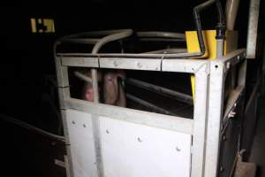 Farrowing crates at Girgarre Piggery VIC - Australian pig farming - Captured at Girgarre Piggery, Girgarre VIC Australia.