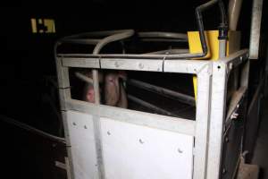 Farrowing crates at Girgarre Piggery VIC - Australian pig farming - Captured at Girgarre Piggery, Kyabram VIC Australia.