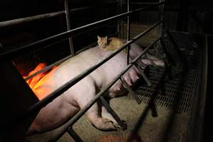 Cat sleeping on sow - Australian pig farming - Captured at Finniss Park Piggery, Mannum SA Australia.