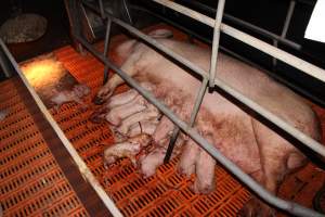 Farrowing crates at Wasleys Piggery SA - Australian pig farming - Captured at Wasleys Piggery, Pinkerton Plains SA Australia.