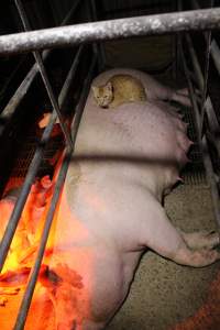 Cat sleeping on sow - Australian pig farming - Captured at Finniss Park Piggery, Mannum SA Australia.