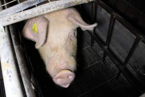 Farrowing crates at Huntly Piggery NSW - Australian pig farming - Captured at Huntly Piggery, Huntly North VIC Australia.