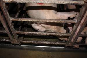 Sow stalls at Bungowannah Piggery NSW - Australian pig farming - Captured at Bungowannah Piggery, Bungowannah NSW Australia.