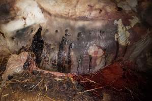 Dead sow outside cut open - Stiff and bloated, in pools of blood - Captured at Yelmah Piggery, Magdala SA Australia.