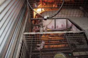 Stillborn piglets - Australian pig farming - Captured at Willawa Piggery, Grong Grong NSW Australia.