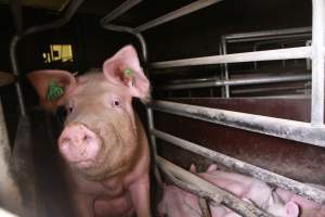 Farrowing crates at Girgarre Piggery VIC - Australian pig farming - Captured at Girgarre Piggery, Girgarre VIC Australia.