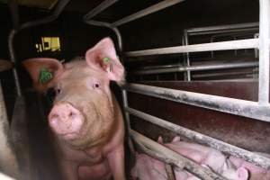 Farrowing crates at Girgarre Piggery VIC - Australian pig farming - Captured at Girgarre Piggery, Kyabram VIC Australia.