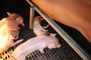 Farrowing crates at Sheaoak Piggery SA - Australian pig farming - Captured at Sheaoak Piggery, Shea-Oak Log SA Australia.