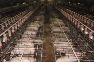 Wide view of huge sow stall shed from above - Australian pig farming - Captured at Grong Grong Piggery, Grong Grong NSW Australia.