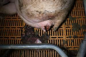 Farrowing crates at Wasleys Piggery SA - Australian pig farming - Captured at Wasleys Piggery, Pinkerton Plains SA Australia.