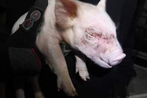 Piglet with facial injury - Australian pig farming - Captured at Mindarra Piggery (module 1), Boonanarring WA Australia.