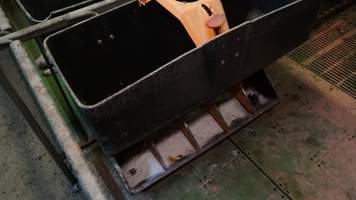 Weaner feed tray - Australian pig farming - Captured at Yelmah Piggery, Magdala SA Australia.