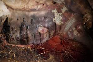 Dead sow outside cut open - Stiff and bloated, in pools of blood - Captured at Yelmah Piggery, Magdala SA Australia.