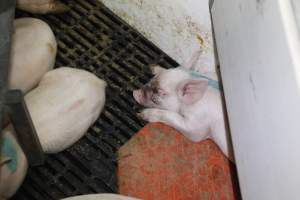 Piglet with facial injury - Australian pig farming - Captured at Mindarra Piggery (module 1), Boonanarring WA Australia.