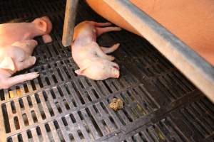 Farrowing crates at Sheaoak Piggery SA - Australian pig farming - Captured at Sheaoak Piggery, Shea-Oak Log SA Australia.