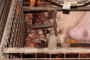 Stillborn piglets - Australian pig farming - Captured at Willawa Piggery, Grong Grong NSW Australia.