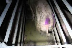 Sows in sow stalls living in thick excrement - Australian pig farming - Captured at Deni Piggery, Deniliquin NSW Australia.